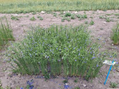 Click for 1 image(s) for this accession.